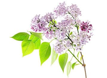 对决异形天使RPG《柘榴》开启众筹 年内登陆Steam 